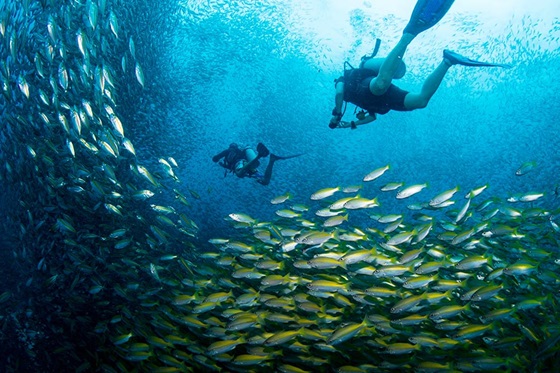 Discovery Dive Centre - Amari Koh Samui