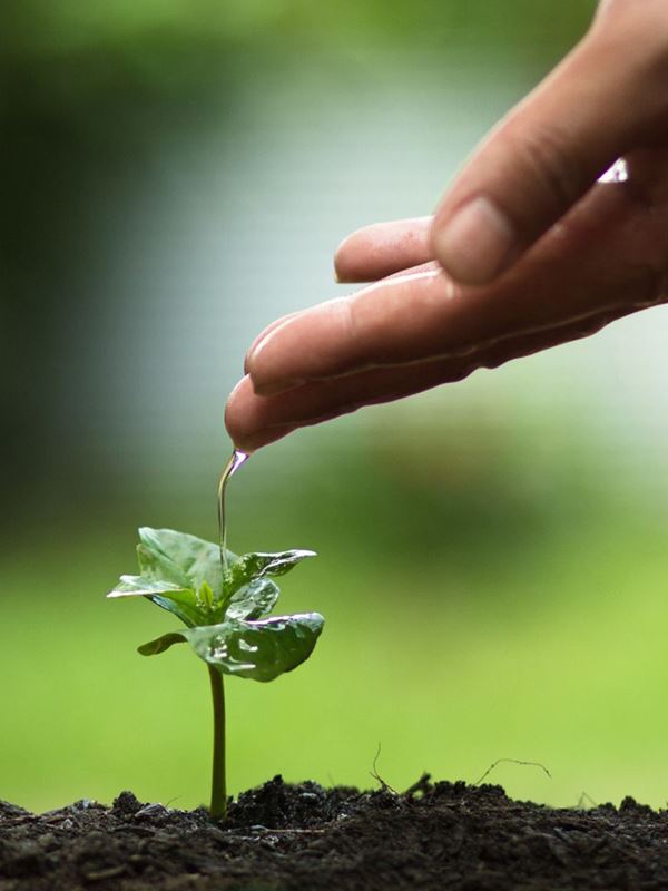 Small seedlings, growth, and care for the environment.