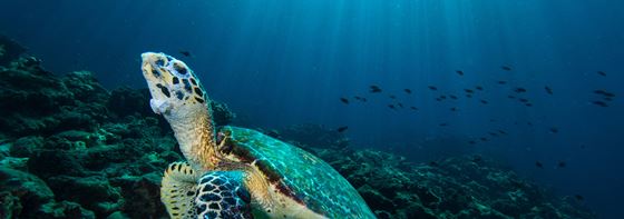 Shared Responsibility Policy - Amari Vogue Krabi