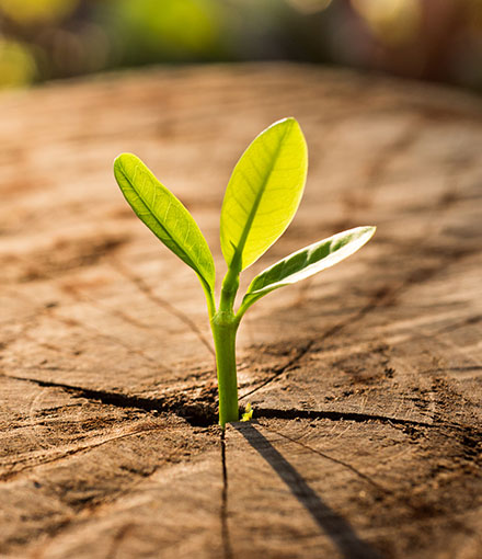 Sustainably Conscious Environment