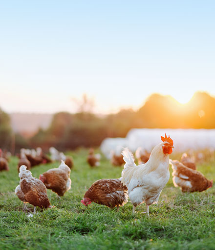 Sustainably Conscious Procurement