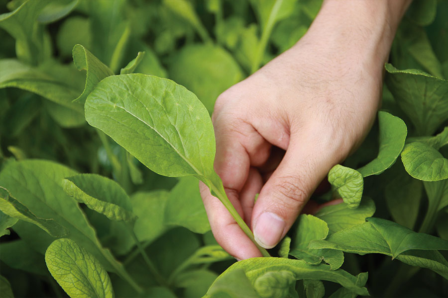 Sustainably Conscious Dining