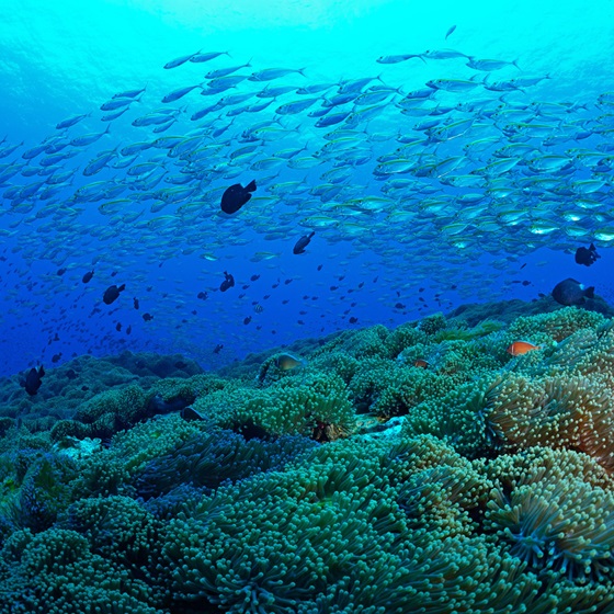 Explorer - OZO Chaweng Samui