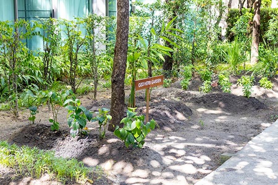 OZO Herbs Garden