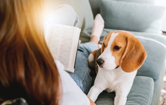 The Pawfect Stay - Shama Tsim Sha Tsui Hong Kong
