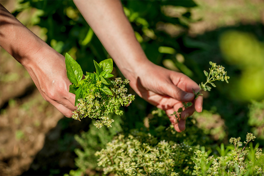 Nurturing Nature’s Bounty Sustainably Nurturing Nature’s Bounty Sustainably