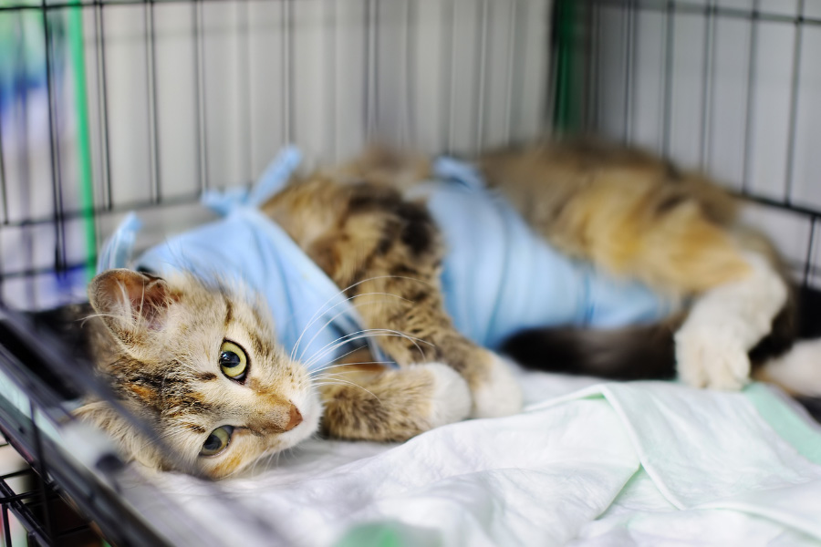 Committed to Animal Welfare Committed to Animal Welfare