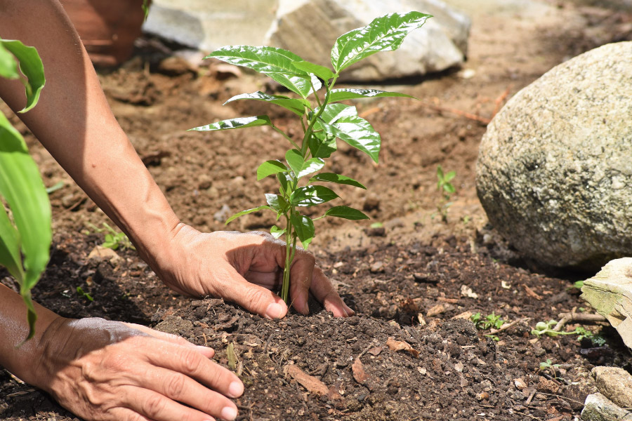 Sowing 200 Trees Sustainably